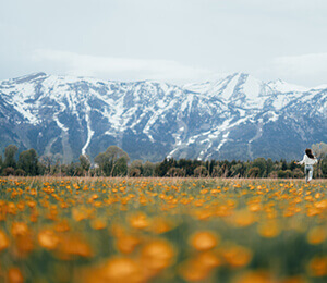 Preston wild flowers