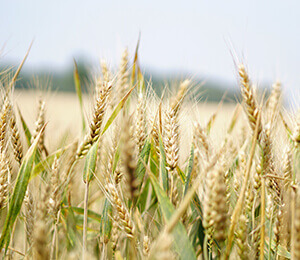Fields ready for harvest