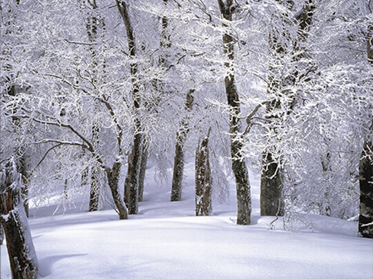 Snow on trees