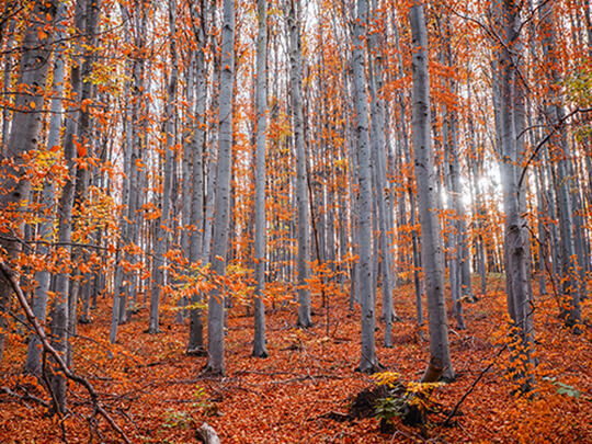 Forest in the fall