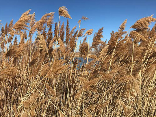 Golden Grasses